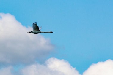 Vahşi doğadaki kuğular. Metin veya yazıtlar için kopyalama alanı olan bir arkaplan. Seçici odak