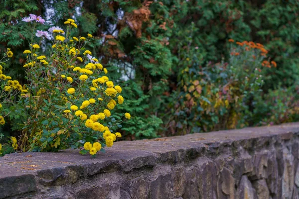 Velmi Krásné Květinové Záhony Podzimními Květinami Městském Prostředí Selektivní Soustředění — Stock fotografie