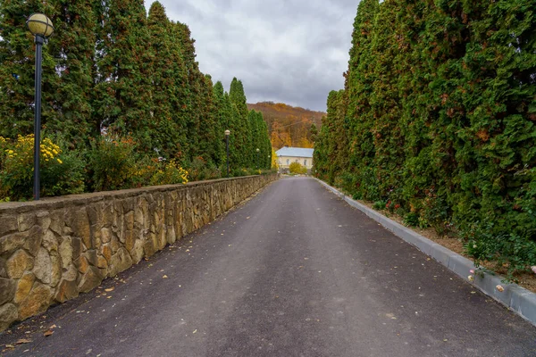 Natural tunnel of coniferous plants with an asphalt road in an urban environment. Background with copy space for text or lettering