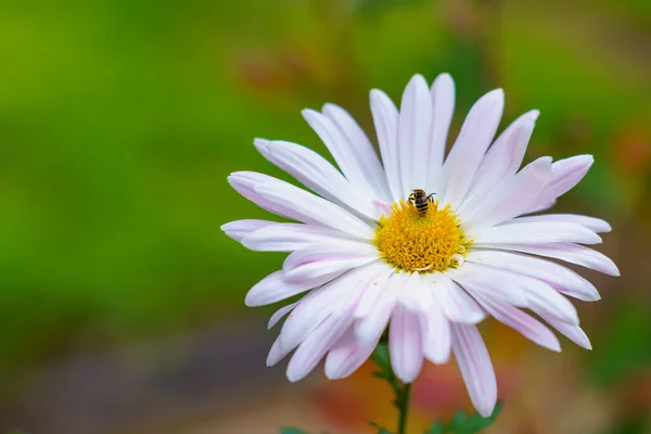 Eine Biene Auf Einer Herbstblume Selektiver Fokus Unscharfer Hintergrund Mit — Stockfoto