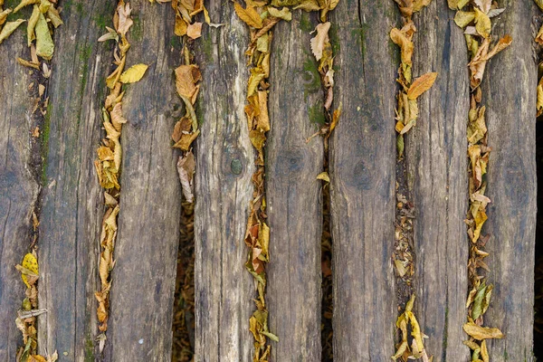 Grumes Sur Passerelle Dans Forêt Fond Naturel Avec Espace Copie — Photo