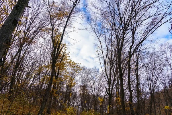 Голые Ветви Деревьев Опавшими Листьями Осеннем Лесу Естественный Фон Копировальным — стоковое фото