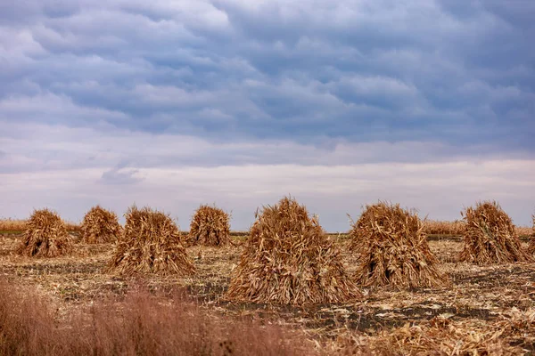 Hojas Maíz Campo Agrícola Base Forrajera Para Ganado Haciendo Heno —  Fotos de Stock