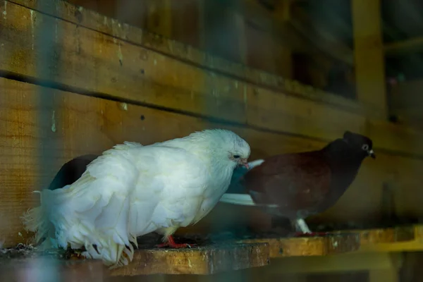 Palomas Pura Raza Palomar Oscuro Fondo Con Espacio Copia Para — Foto de Stock