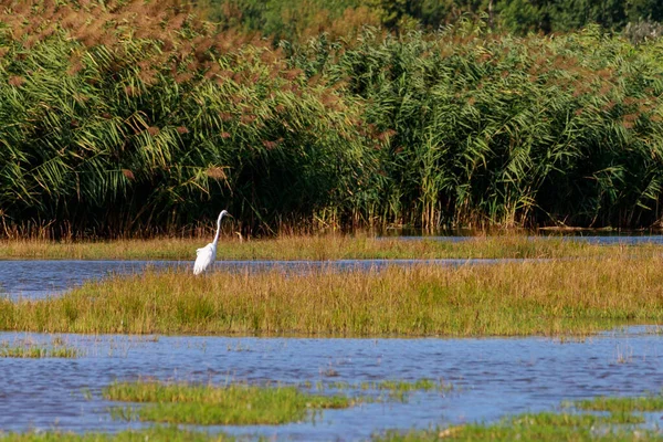 Pantanos Naturales Silvestres Con Vida Silvestre Hábitat Natural Enfoque Selectivo — Foto de Stock