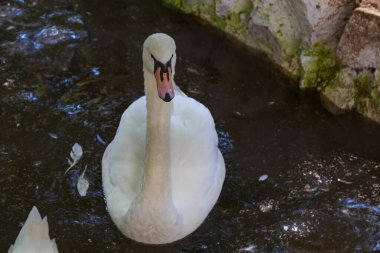 Evcil kazlar. Metin veya yazıtlar için kopyalama alanı olan bir arkaplan. Seçici odak
