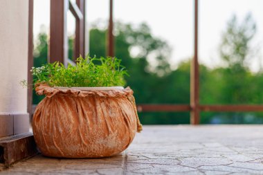 Saksıda çiçekler. İyi bir şehir çevresi için bahçe ve peyzaj tasarımı. Seçici odak arkaplanı ve metin veya harf için kopyalama alanı