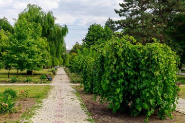 Şehir parkında yayalar için kaldırım yolu. Metin veya harf için kopyalama alanı olan arkaplan
