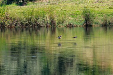 Doğadaki vahşi ördekler ve doğal yaşam alanı. Metin veya yazıtlar için kopyalama alanı olan bir arkaplan. Seçici odak