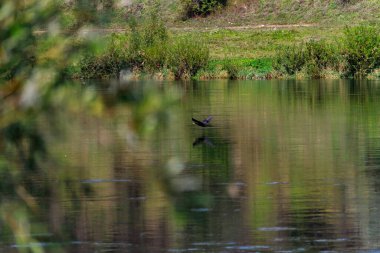 Vahşi yırtıcı kuş nehrin üzerinde uçuyor. Hareket bulanıklığı. Metin veya yazıtlar için kopyalama alanı olan bir arkaplan. Seçici odak