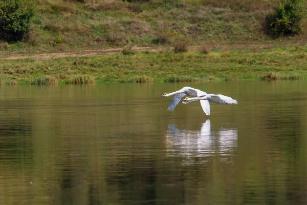 Cisnes Naturaleza Fondo Con Espacio Copia Para Texto Inscripciones Enfoque — Foto de Stock