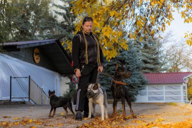 Köpekleri dışarıda gezen genç bir kadın. Bulanık arkaplanı olan seçici odaklanma. Sığ alan derinliği.