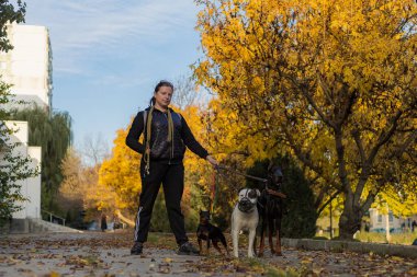 Köpekleri dışarıda gezen genç bir kadın. Bulanık arkaplanı olan seçici odaklanma. Sığ alan derinliği.