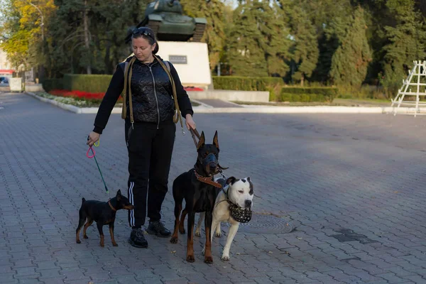 Giovane Donna Con Cani Una Passeggiata All Aperto Focus Selettivo — Foto Stock