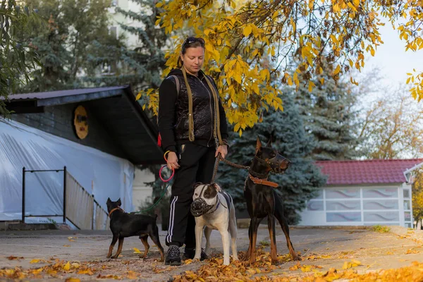 散歩中の犬を連れた若い女性 背景がぼやけた選択的フォーカス フィールドの浅い深さ — ストック写真