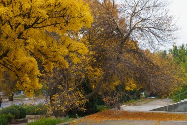 Altın sonbahar döneminde seçici bir odak noktası olan sonbahar doğası, metin ya da harfler için kopyalama alanı. Arkaplan
