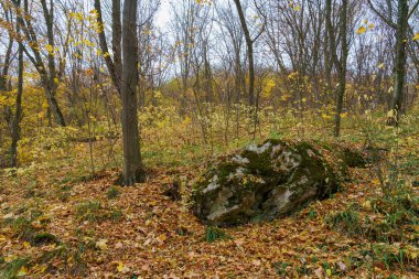 Sonbahar ormanındaki Rocky Doğa. Seçici odaklanma. Metin veya harf için kopyalama alanı olan doğal arkaplan