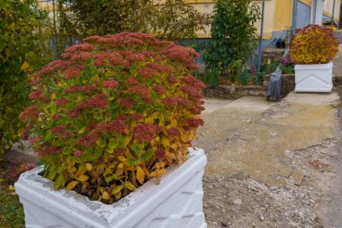 Şehir ortamında sonbahar çiçekleri olan çok güzel bir çiçek tarhı. Seçici odaklanma. Metin veya harf için kopyalama alanı olan arkaplan