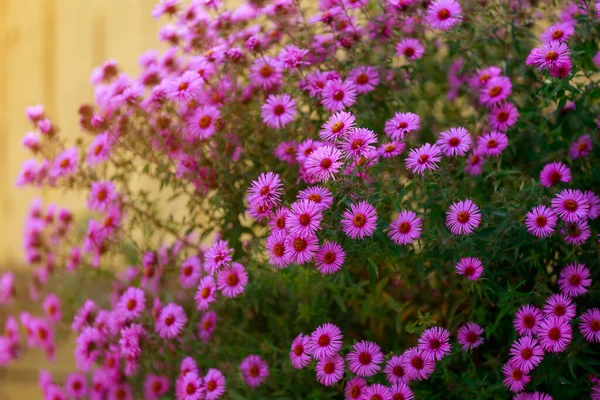 Ein Sehr Schönes Blumenbeet Selektiver Fokus Hintergrund Mit Kopierraum Für — Stockfoto
