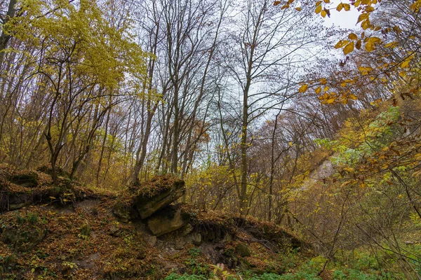 Осенний Лес Дикая Природа Облачную Холодную Погоду Фон Местом Копирования — стоковое фото