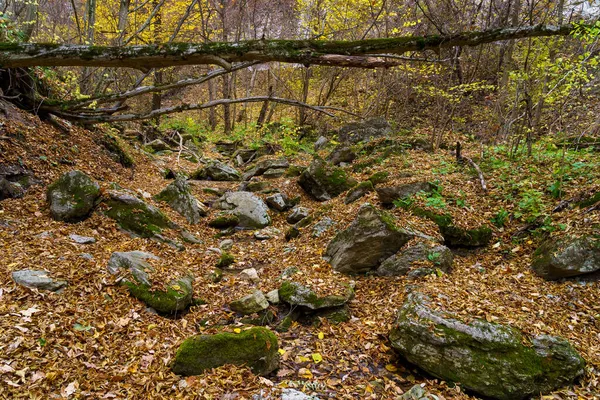 Красивая Дикая Природа Камнями Осеннем Лесу Фон Пространством Копирования Текста — стоковое фото