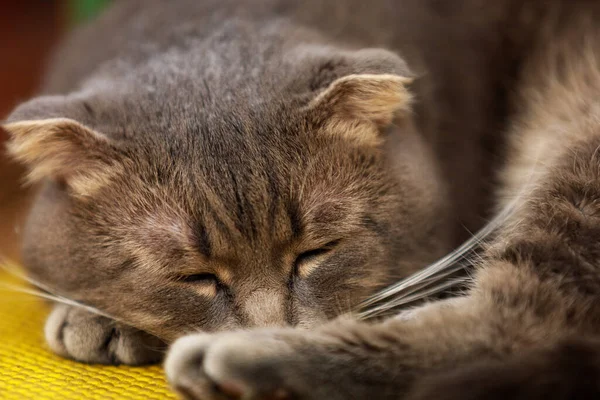 スコティッシュ フォルドのサラブレッドの猫は寝ている 選択的フォーカス テキストやレタリングのためのコピースペースを持つ背景 — ストック写真