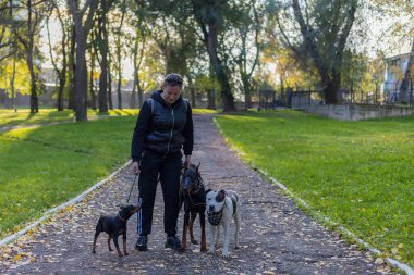 Köpekleri dışarıda gezen genç bir kadın. Bulanık arkaplanı olan seçici odaklanma. Sığ alan derinliği.