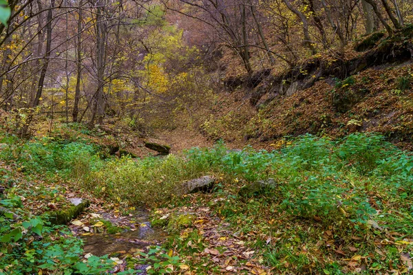 Velmi Krásná Divočina Podzimního Lesa Pozadí Kopírovacím Prostorem Pro Text — Stock fotografie