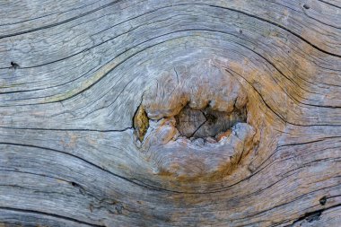 Doğal ahşap pürüzlü yüzey. Bir tasarımcı için arkaplan veya grafik kaynağı, bir dizayn için substrat.