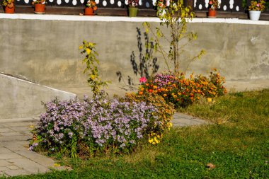 Çok güzel bir çiçek yatağı. Metin için kopyalama alanı olan doğal arkaplan.