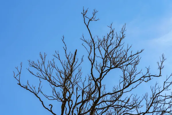 Drzewo Bez Liści Tle Błękitnego Nieba Kopią Miejsca Tekst — Zdjęcie stockowe