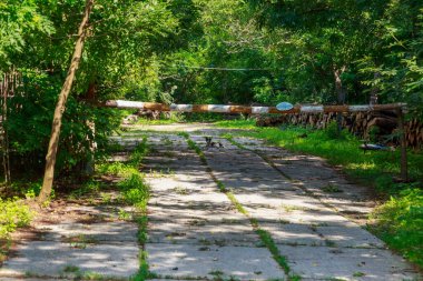 Ormanda beton döşemeler. Gizli bir askeri tesisin imzası ya da sembolü. Tanklar ve ağır ekipmanlar için bir yol. Arkaplan
