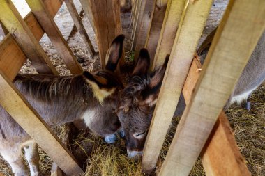 Eşekler ağılda ya da kuşhanede yemek yer. Metin veya yazıtlar için kopyalama alanı olan bir arkaplan. Seçici odak