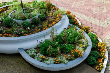 Şehrin kentsel ortamında çok güzel bir çiçek tarhı. Manzara tasarımında çiçekler ve yeşillik. Metin veya yazıtlar için kopyalama alanı olan arkaplan.