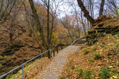 Romantik yürüyüşler için yürüyüş parkurları olan sonbahar ormanlarının çok güzel doğası. Metin veya harf için kopyalama alanı olan arkaplan
