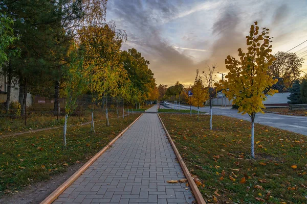 Jovens Árvores Muito Bonitas Ambiente Urbano Pôr Sol Outono Fundo — Fotografia de Stock