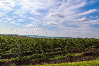 Genç bahçe. Metin veya harf için kopyalama alanı olan tarım endüstrisi arkaplanı.