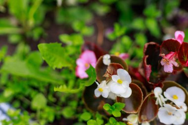 Şehrin kentsel ortamında çiçeklerle birlikte çok güzel bir çiçek tarhı. Seçici odak arkaplanı ve metin veya harf için kopyalama alanı