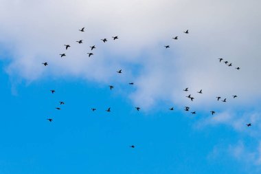 Doğadaki vahşi ördekler ve doğal yaşam alanı. Metin veya yazıtlar için kopyalama alanı olan bir arkaplan. Seçici odak