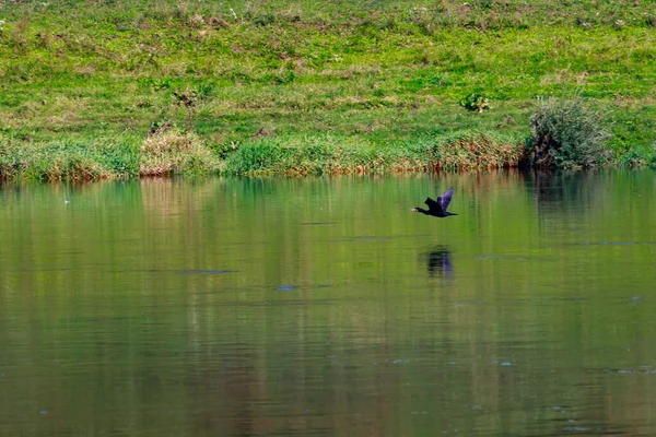 Vahşi Yırtıcı Kuş Nehrin Üzerinde Uçuyor Hareket Bulanıklığı Metin Veya — Stok fotoğraf
