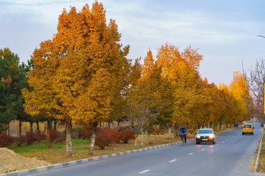 Altın sonbahar boyunca yol kenarında parlak renkli yaprakları olan çok güzel bir ağaç tacı. Metin için kopyalama alanı olan arkaplan. İllüstrasyon başyazısı. 21 Ekim 2021 Balti Moldova.