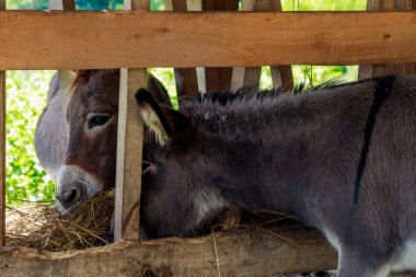 Eşekler ağılda ya da kuşhanede yemek yer. Metin veya yazıtlar için kopyalama alanı olan bir arkaplan. Seçici odak