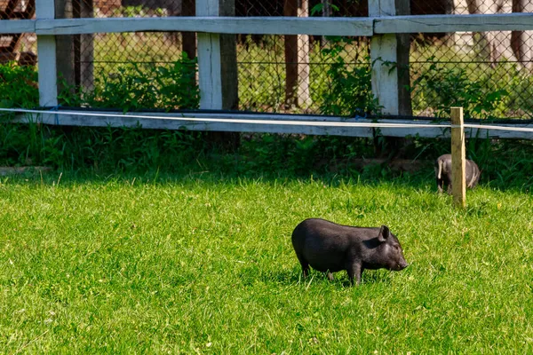 Jabalíes Salvajes Pueblo Pasto Fondo Con Espacio Copia Para Texto — Foto de Stock