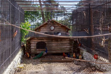 Çiftlikteki ya da çiftlikteki kuşhanede kümes hayvanları. Metin veya yazıtlar için kopyalama alanı olan bir arkaplan. Seçici odak