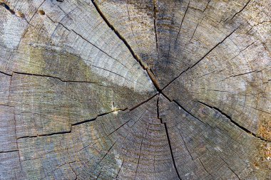 Doğal ahşap pürüzlü yüzey. Bir tasarımcı için arkaplan veya grafik kaynağı, bir dizayn için substrat.