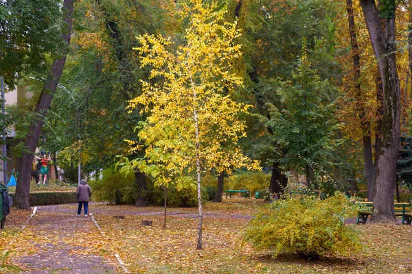 Короны Осени Яркие Красочные Деревья Течение Золотой Осени Разноцветная Листва — стоковое фото