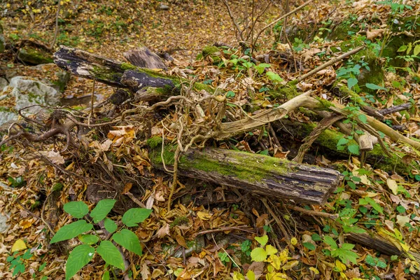 秋の森の自然の中で流木 テキストやレタリングのためのコピースペースを持つ背景 — ストック写真
