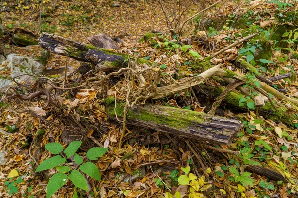 Driftwood Wild Nature Autumn Forest Background Copy Space Text Lettering — Stock Photo, Image