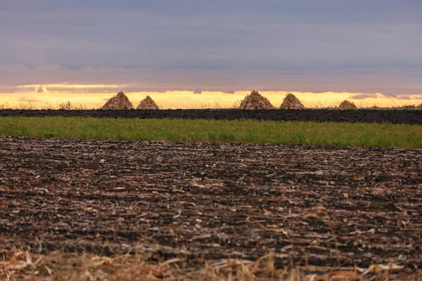Getreidegarben Auf Einem Landwirtschaftlichen Feld Futterbasis Für Rinder Heu Für — Stockfoto