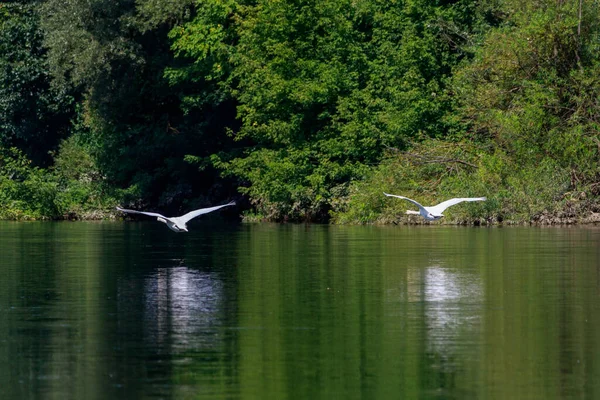 Vahşi Doğadaki Kuğular Metin Veya Yazıtlar Için Kopyalama Alanı Olan — Stok fotoğraf